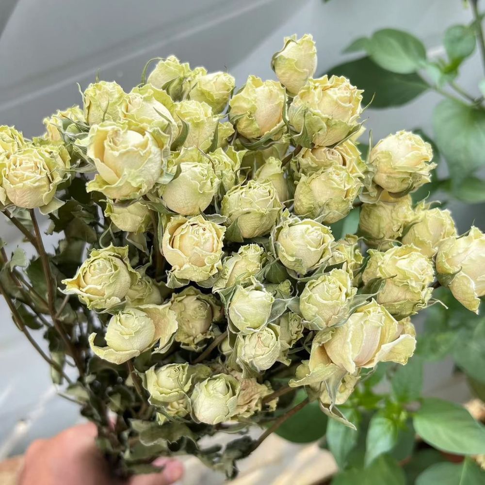 Real Preserved Roses Dried Flo - đánh giá và giá Resin Craft Ideas