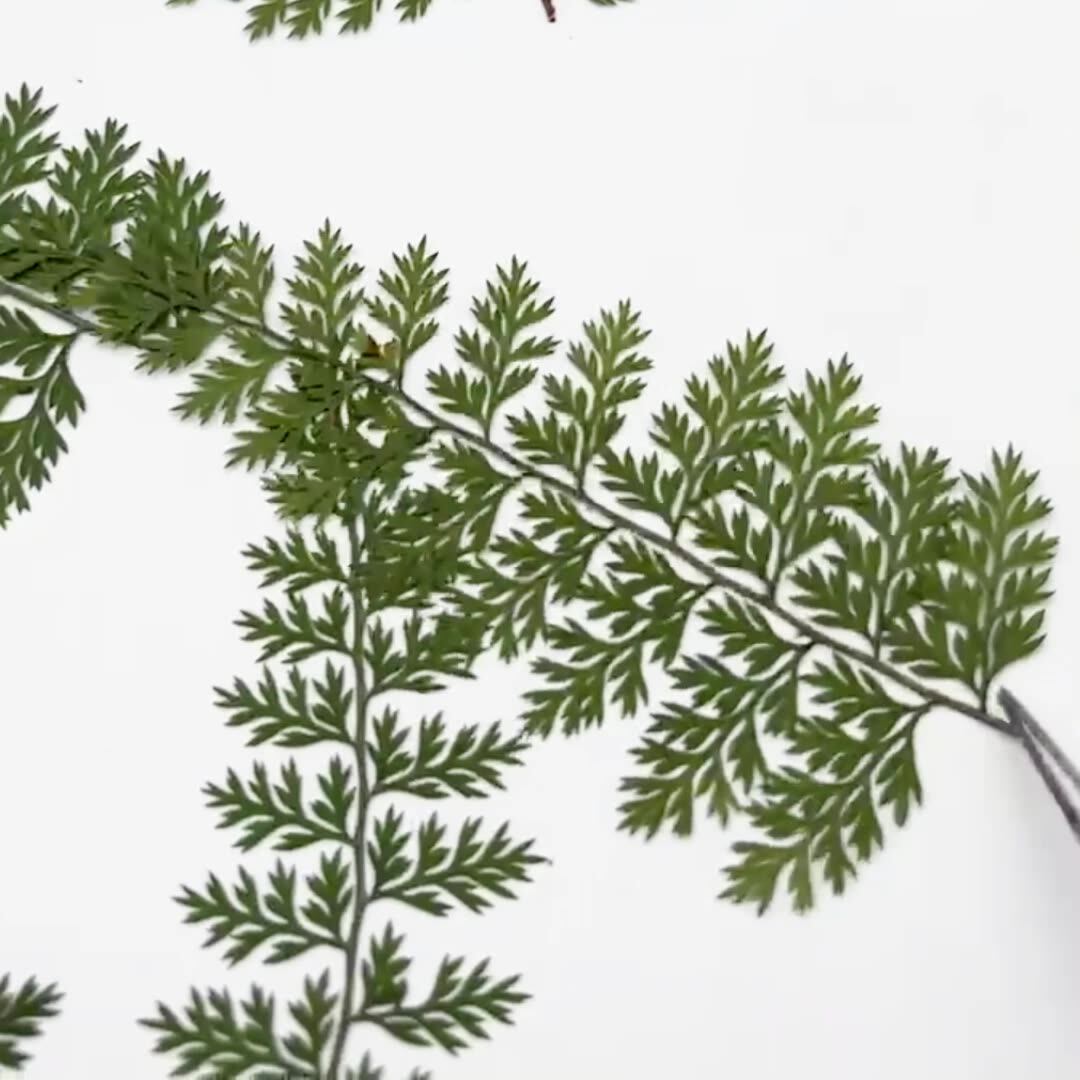 100Pcs Natural Rain Fern Leaf  - đánh giá và giá Resin Craft Ideas