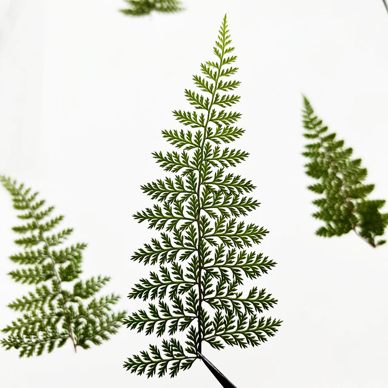 100Pcs Natural Rain Fern Leaf  - đánh giá và giá Resin Craft Ideas
